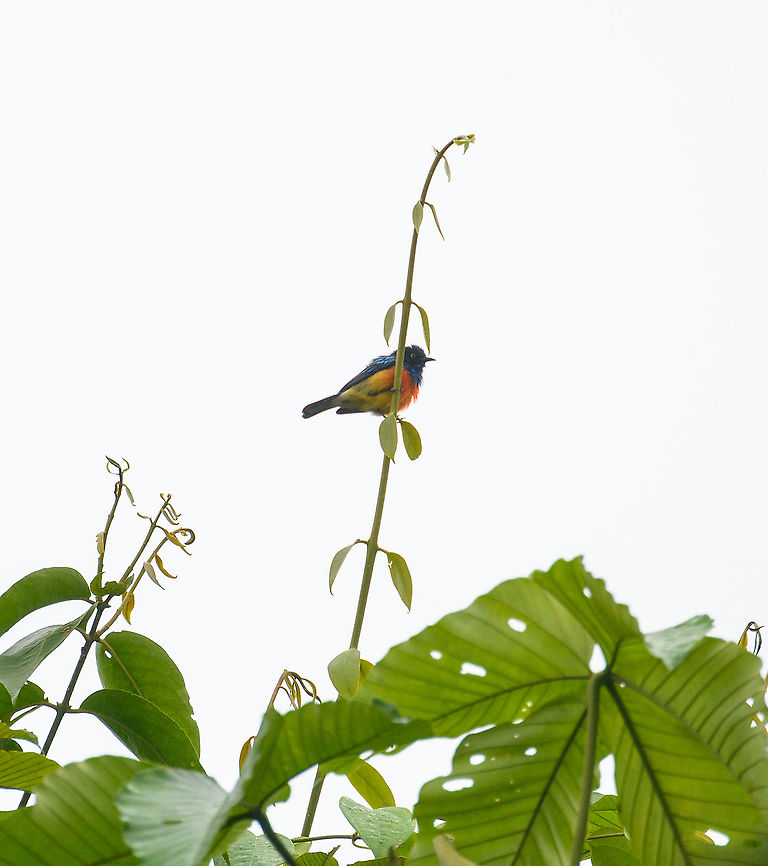 Scarlet-breasted dacnis, Rio Silanche Bird Sanctuary, Ecuador Subpar photos due to range issues and backlight but a high value target. This bird has a small distribution which is under threat. Within this distribution, it is rare to see. Photographed from the birding tower at Rio Silanche.<br />
<figure class="photo"><a href="https://www.jungledragon.com/image/127843/scarlet-breasted_dacnis_-_male_and_female_rio_silanche_bird_sanctuary_ecuador.html" title="Scarlet-breasted dacnis - male and female, Rio Silanche Bird Sanctuary, Ecuador"><img src="https://s3.amazonaws.com/media.jungledragon.com/images/2/127843_thumb.jpg?AWSAccessKeyId=05GMT0V3GWVNE7GGM1R2&Expires=1759968010&Signature=R3B4t9TglQWhGf%2F7mdOAxI2XOoc%3D" width="200" height="134" alt="Scarlet-breasted dacnis - male and female, Rio Silanche Bird Sanctuary, Ecuador (Fun fact about this photo: I had no idea I was photographing both the male and female in this scene. To a viewfinder, this scene is almost pitch black.)<br />
<br />
Subpar photos due to range issues and backlight but a high value target. This bird has a small distribution which is under threat. Within this distribution, it is rare to see. Photographed from the birding tower at Rio Silanche. <br />
https://www.jungledragon.com/image/127842/scarlet-breasted_dacnis_ecuador.html<br />
https://www.jungledragon.com/image/127845/scarlet-breasted_dacnis_-_male_ecuador.html Dacnis berlepschi,Ecuador,Ecuador 2021,Fall,Geotagged,Rio Silanche Bird Sanctuary,Scarlet-breasted dacnis,South America,World" /></a></figure><br />
<figure class="photo"><a href="https://www.jungledragon.com/image/127845/scarlet-breasted_dacnis_-_male_rio_silanche_bird_sanctuary_ecuador.html" title="Scarlet-breasted dacnis - male, Rio Silanche Bird Sanctuary, Ecuador"><img src="https://s3.amazonaws.com/media.jungledragon.com/images/2/127845_thumb.jpg?AWSAccessKeyId=05GMT0V3GWVNE7GGM1R2&Expires=1759968010&Signature=5iEYzzzMBQSjtcXXcAgppSXHXrI%3D" width="102" height="152" alt="Scarlet-breasted dacnis - male, Rio Silanche Bird Sanctuary, Ecuador Subpar photos due to range issues and backlight but a high value target. This bird has a small distribution which is under threat. Within this distribution, it is rare to see. Photographed from the birding tower at Rio Silanche. <br />
https://www.jungledragon.com/image/127842/scarlet-breasted_dacnis_ecuador.html<br />
https://www.jungledragon.com/image/127843/scarlet-breasted_dacnis_-_male_and_female_ecuador.html Dacnis berlepschi,Ecuador,Ecuador 2021,Fall,Geotagged,Rio Silanche Bird Sanctuary,Scarlet-breasted dacnis,South America,World" /></a></figure> Dacnis berlepschi,Ecuador,Ecuador 2021,Fall,Geotagged,Rio Silanche Bird Sanctuary,Scarlet-breasted dacnis,South America,World