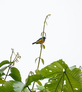 Scarlet-breasted dacnis, Rio Silanche Bird Sanctuary, Ecuador Subpar photos due to range issues and backlight but a high value target. This bird has a small distribution which is under threat. Within this distribution, it is rare to see. Photographed from the birding tower at Rio Silanche.
https://www.jungledragon.com/image/127843/scarlet-breasted_dacnis_-_male_and_female_ecuador.html
https://www.jungledragon.com/image/127845/scarlet-breasted_dacnis_-_male_ecuador.html Dacnis berlepschi,Ecuador,Ecuador 2021,Fall,Geotagged,Rio Silanche Bird Sanctuary,Scarlet-breasted dacnis,South America,World