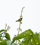 Scarlet-breasted dacnis, Rio Silanche Bird Sanctuary, Ecuador Subpar photos due to range issues and backlight but a high value target. This bird has a small distribution which is under threat. Within this distribution, it is rare to see. Photographed from the birding tower at Rio Silanche.<br />
https://www.jungledragon.com/image/127843/scarlet-breasted_dacnis_-_male_and_female_ecuador.html<br />
https://www.jungledragon.com/image/127845/scarlet-breasted_dacnis_-_male_ecuador.html Dacnis berlepschi,Ecuador,Ecuador 2021,Fall,Geotagged,Rio Silanche Bird Sanctuary,Scarlet-breasted dacnis,South America,World