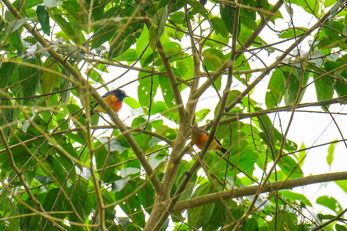 Scarlet-breasted dacnis - male and female, Rio Silanche Bird Sanctuary, Ecuador (Fun fact about this photo: I had no idea I was photographing both the male and female in this scene. To a viewfinder, this scene is almost pitch black.)<br />
<br />
Subpar photos due to range issues and backlight but a high value target. This bird has a small distribution which is under threat. Within this distribution, it is rare to see. Photographed from the birding tower at Rio Silanche. <br />
<figure class="photo"><a href="https://www.jungledragon.com/image/127842/scarlet-breasted_dacnis_rio_silanche_bird_sanctuary_ecuador.html" title="Scarlet-breasted dacnis, Rio Silanche Bird Sanctuary, Ecuador"><img src="https://s3.amazonaws.com/media.jungledragon.com/images/2/127842_thumb.jpg?AWSAccessKeyId=05GMT0V3GWVNE7GGM1R2&Expires=1769040010&Signature=fWJXDYpKPwuFMzSMVCo%2FCeQg%2BZk%3D" width="136" height="152" alt="Scarlet-breasted dacnis, Rio Silanche Bird Sanctuary, Ecuador Subpar photos due to range issues and backlight but a high value target. This bird has a small distribution which is under threat. Within this distribution, it is rare to see. Photographed from the birding tower at Rio Silanche.<br />
https://www.jungledragon.com/image/127843/scarlet-breasted_dacnis_-_male_and_female_ecuador.html<br />
https://www.jungledragon.com/image/127845/scarlet-breasted_dacnis_-_male_ecuador.html Dacnis berlepschi,Ecuador,Ecuador 2021,Fall,Geotagged,Rio Silanche Bird Sanctuary,Scarlet-breasted dacnis,South America,World" /></a></figure><br />
<figure class="photo"><a href="https://www.jungledragon.com/image/127845/scarlet-breasted_dacnis_-_male_rio_silanche_bird_sanctuary_ecuador.html" title="Scarlet-breasted dacnis - male, Rio Silanche Bird Sanctuary, Ecuador"><img src="https://s3.amazonaws.com/media.jungledragon.com/images/2/127845_thumb.jpg?AWSAccessKeyId=05GMT0V3GWVNE7GGM1R2&Expires=1769040010&Signature=78%2Fw5T%2B1uBK%2FxkIV9vh2HDKuBaY%3D" width="102" height="152" alt="Scarlet-breasted dacnis - male, Rio Silanche Bird Sanctuary, Ecuador Subpar photos due to range issues and backlight but a high value target. This bird has a small distribution which is under threat. Within this distribution, it is rare to see. Photographed from the birding tower at Rio Silanche. <br />
https://www.jungledragon.com/image/127842/scarlet-breasted_dacnis_ecuador.html<br />
https://www.jungledragon.com/image/127843/scarlet-breasted_dacnis_-_male_and_female_ecuador.html Dacnis berlepschi,Ecuador,Ecuador 2021,Fall,Geotagged,Rio Silanche Bird Sanctuary,Scarlet-breasted dacnis,South America,World" /></a></figure> Dacnis berlepschi,Ecuador,Ecuador 2021,Fall,Geotagged,Rio Silanche Bird Sanctuary,Scarlet-breasted dacnis,South America,World