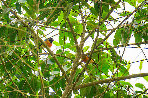 Scarlet-breasted dacnis - male and female, Rio Silanche Bird Sanctuary, Ecuador (Fun fact about this photo: I had no idea I was photographing both the male and female in this scene. To a viewfinder, this scene is almost pitch black.)

Subpar photos due to range issues and backlight but a high value target. This bird has a small distribution which is under threat. Within this distribution, it is rare to see. Photographed from the birding tower at Rio Silanche. 
https://www.jungledragon.com/image/127842/scarlet-breasted_dacnis_ecuador.html
https://www.jungledragon.com/image/127845/scarlet-breasted_dacnis_-_male_ecuador.html Dacnis berlepschi,Ecuador,Ecuador 2021,Fall,Geotagged,Rio Silanche Bird Sanctuary,Scarlet-breasted dacnis,South America,World