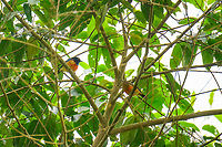 Scarlet-breasted dacnis - male and female, Rio Silanche Bird Sanctuary, Ecuador (Fun fact about this photo: I had no idea I was photographing both the male and female in this scene. To a viewfinder, this scene is almost pitch black.)<br />
<br />
Subpar photos due to range issues and backlight but a high value target. This bird has a small distribution which is under threat. Within this distribution, it is rare to see. Photographed from the birding tower at Rio Silanche. <br />
https://www.jungledragon.com/image/127842/scarlet-breasted_dacnis_ecuador.html<br />
https://www.jungledragon.com/image/127845/scarlet-breasted_dacnis_-_male_ecuador.html Dacnis berlepschi,Ecuador,Ecuador 2021,Fall,Geotagged,Rio Silanche Bird Sanctuary,Scarlet-breasted dacnis,South America,World