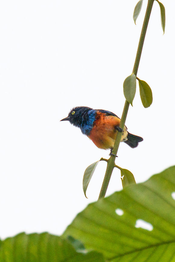 Scarlet-breasted dacnis - male, Rio Silanche Bird Sanctuary, Ecuador Subpar photos due to range issues and backlight but a high value target. This bird has a small distribution which is under threat. Within this distribution, it is rare to see. Photographed from the birding tower at Rio Silanche. <br />
<figure class="photo"><a href="https://www.jungledragon.com/image/127842/scarlet-breasted_dacnis_rio_silanche_bird_sanctuary_ecuador.html" title="Scarlet-breasted dacnis, Rio Silanche Bird Sanctuary, Ecuador"><img src="https://s3.amazonaws.com/media.jungledragon.com/images/2/127842_thumb.jpg?AWSAccessKeyId=05GMT0V3GWVNE7GGM1R2&Expires=1759968010&Signature=rM7MTuh9r22KG9GYW67HAm0gM50%3D" width="136" height="152" alt="Scarlet-breasted dacnis, Rio Silanche Bird Sanctuary, Ecuador Subpar photos due to range issues and backlight but a high value target. This bird has a small distribution which is under threat. Within this distribution, it is rare to see. Photographed from the birding tower at Rio Silanche.<br />
https://www.jungledragon.com/image/127843/scarlet-breasted_dacnis_-_male_and_female_ecuador.html<br />
https://www.jungledragon.com/image/127845/scarlet-breasted_dacnis_-_male_ecuador.html Dacnis berlepschi,Ecuador,Ecuador 2021,Fall,Geotagged,Rio Silanche Bird Sanctuary,Scarlet-breasted dacnis,South America,World" /></a></figure><br />
<figure class="photo"><a href="https://www.jungledragon.com/image/127843/scarlet-breasted_dacnis_-_male_and_female_rio_silanche_bird_sanctuary_ecuador.html" title="Scarlet-breasted dacnis - male and female, Rio Silanche Bird Sanctuary, Ecuador"><img src="https://s3.amazonaws.com/media.jungledragon.com/images/2/127843_thumb.jpg?AWSAccessKeyId=05GMT0V3GWVNE7GGM1R2&Expires=1759968010&Signature=R3B4t9TglQWhGf%2F7mdOAxI2XOoc%3D" width="200" height="134" alt="Scarlet-breasted dacnis - male and female, Rio Silanche Bird Sanctuary, Ecuador (Fun fact about this photo: I had no idea I was photographing both the male and female in this scene. To a viewfinder, this scene is almost pitch black.)<br />
<br />
Subpar photos due to range issues and backlight but a high value target. This bird has a small distribution which is under threat. Within this distribution, it is rare to see. Photographed from the birding tower at Rio Silanche. <br />
https://www.jungledragon.com/image/127842/scarlet-breasted_dacnis_ecuador.html<br />
https://www.jungledragon.com/image/127845/scarlet-breasted_dacnis_-_male_ecuador.html Dacnis berlepschi,Ecuador,Ecuador 2021,Fall,Geotagged,Rio Silanche Bird Sanctuary,Scarlet-breasted dacnis,South America,World" /></a></figure> Dacnis berlepschi,Ecuador,Ecuador 2021,Fall,Geotagged,Rio Silanche Bird Sanctuary,Scarlet-breasted dacnis,South America,World