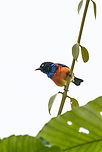 Scarlet-breasted dacnis - male, Rio Silanche Bird Sanctuary, Ecuador Subpar photos due to range issues and backlight but a high value target. This bird has a small distribution which is under threat. Within this distribution, it is rare to see. Photographed from the birding tower at Rio Silanche. <br />
https://www.jungledragon.com/image/127842/scarlet-breasted_dacnis_ecuador.html<br />
https://www.jungledragon.com/image/127843/scarlet-breasted_dacnis_-_male_and_female_ecuador.html Dacnis berlepschi,Ecuador,Ecuador 2021,Fall,Geotagged,Rio Silanche Bird Sanctuary,Scarlet-breasted dacnis,South America,World