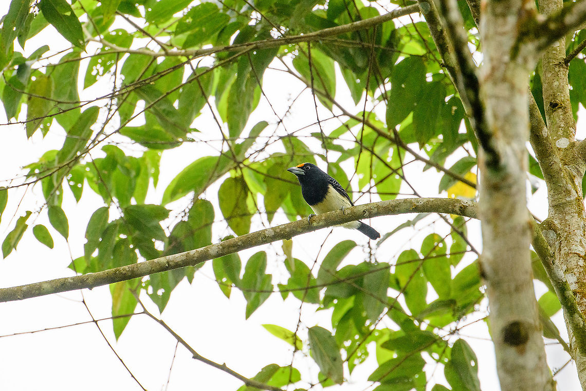 Orange-fronted barbet, Rio Silanche Bird Sanctuary, Ecuador  Capito squamatus,Ecuador,Ecuador 2021,Fall,Geotagged,Orange-fronted barbet,Rio Silanche Bird Sanctuary,South America,World