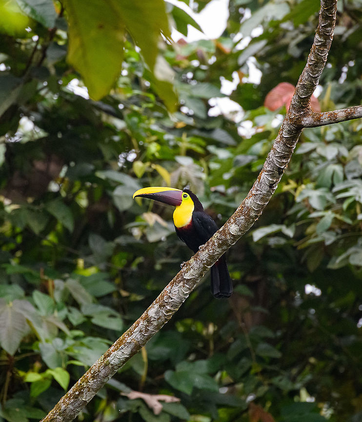 Yellow-throated toucan perched, Rio Silanche Bird Sanctuary, Ecuador  Ecuador,Ecuador 2021,Fall,Geotagged,Ramphastos ambiguus,Rio Silanche Bird Sanctuary,South America,World,Yellow-throated toucan