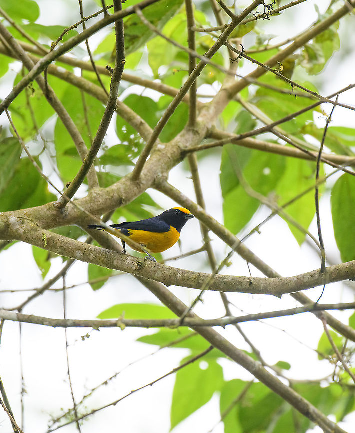 Orange-bellied euphonia, Rio Silanche Bird Sanctuary, Ecuador  Ecuador,Ecuador 2021,Euphonia xanthogaster,Fall,Geotagged,Orange-bellied euphonia,Rio Silanche Bird Sanctuary,South America,World