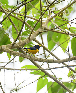 Orange-bellied euphonia, Rio Silanche Bird Sanctuary, Ecuador  Ecuador,Ecuador 2021,Euphonia xanthogaster,Fall,Geotagged,Orange-bellied euphonia,Rio Silanche Bird Sanctuary,South America,World