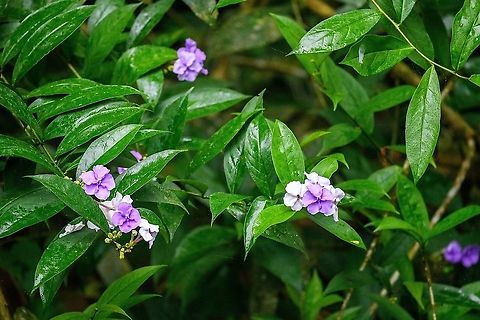 Bigflower Raintree, Rio Silanche, Ecuador Found next to the birding tower at Rio Silanche. Brunfelsia grandiflora,Ecuador,Ecuador 2021,Fall,Geotagged,Rio Silanche Bird Sanctuary,Royal purple brunfelsia,South America,World