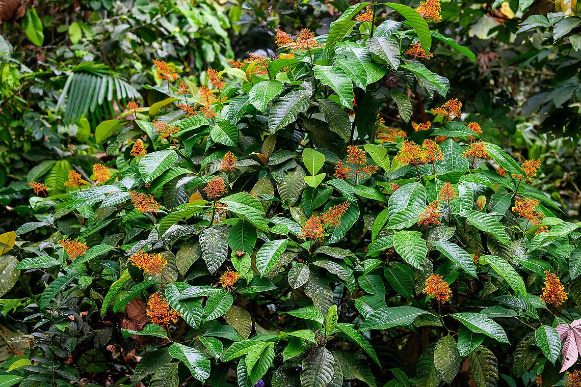 Palicourea guianensis, Rio Silanche Bird Sanctuary, Ecuador  Ecuador,Ecuador 2021,Fall,Geotagged,Palicourea guianensis,Rio Silanche Bird Sanctuary,South America,World