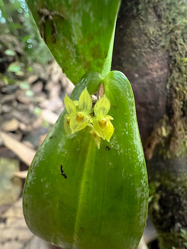 Double-edged Lance Pleurothallis, Rio Silanche Bird Sanctuary, Ecuador Had no opportunity to switch to macro, so here&#039;s the regretful smartphone photo. Double-edged Lance Pleurothallis,Ecuador,Ecuador 2021,Fall,Geotagged,Pleurothallis dibolia,Rio Silanche Bird Sanctuary,South America,World