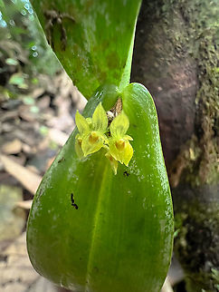 Double-edged Lance Pleurothallis