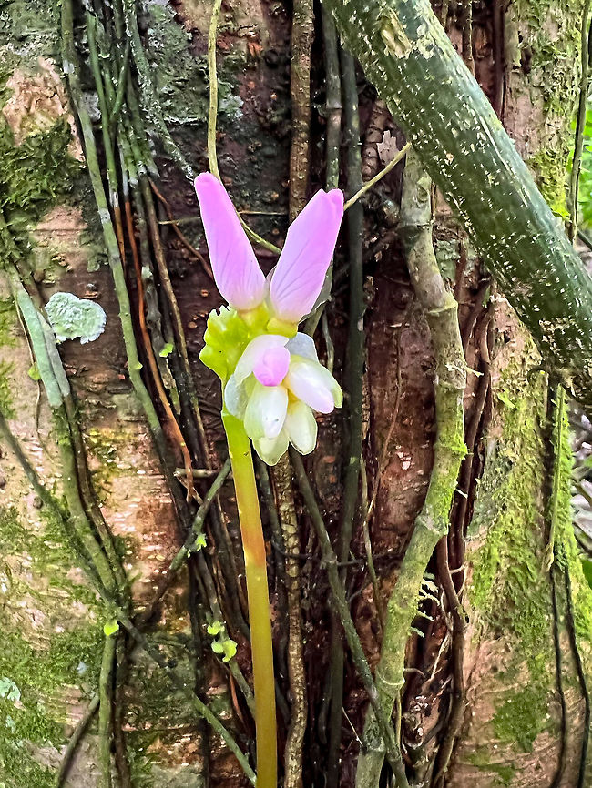 Monolena primuliflora, Rio Silanche Bird Sanctuary, Ecuador Species to be investigated still. Ecuador,Ecuador 2021,Fall,Geotagged,Monolena primuliflora,Rio Silanche Bird Sanctuary,South America,World