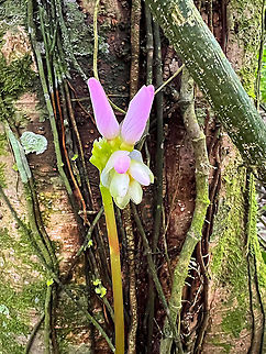 Monolena primuliflora, Rio Silanche Bird Sanctuary, Ecuador Species to be investigated still. Ecuador,Ecuador 2021,Fall,Geotagged,Monolena primuliflora,Rio Silanche Bird Sanctuary,South America,World