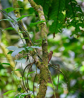 Wedge-billed woodcreeper, Rio Silanche Bird Sanctuary, Ecuador Awesome dutch name: Wigsnavelmuisspecht. Ecuador,Ecuador 2021,Fall,Geotagged,Glyphorynchus spirurus,Rio Silanche Bird Sanctuary,South America,Wedge-billed woodcreeper,World