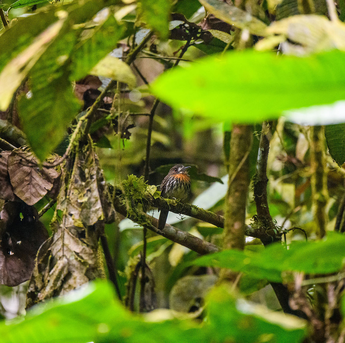 White-whiskered puffbird, Rio Silanche Bird Sanctuary, Ecuador When perched, these birds don't move or make a sound. Manuel Espejo (our guide) discovered it by chance as he was scanning the canopy with binoculars. Ecuador,Ecuador 2021,Fall,Geotagged,Malacoptila panamensis,Rio Silanche Bird Sanctuary,South America,White-whiskered puffbird,World
