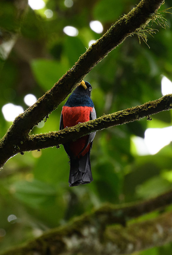 Chocó trogon - closeup, Rio Silanche Bird Sanctuary, Ecuador This is the female.<br />
<figure class="photo"><a href="https://www.jungledragon.com/image/127862/choc_trogon_rio_silanche_bird_sanctuary_ecuador.html" title="Choc&oacute; trogon, Rio Silanche Bird Sanctuary, Ecuador"><img src="https://s3.amazonaws.com/media.jungledragon.com/images/2/127862_thumb.jpg?AWSAccessKeyId=05GMT0V3GWVNE7GGM1R2&Expires=1759968010&Signature=Na7fc1mXyRENb3k7TaMG23bpoaQ%3D" width="200" height="192" alt="Choc&oacute; trogon, Rio Silanche Bird Sanctuary, Ecuador This is the female.<br />
https://www.jungledragon.com/image/127861/choc_trogon_-_closeup_rio_silanche_bird_sanctuary_ecuador.html Choc&oacute; trogon,Ecuador,Ecuador 2021,Fall,Geotagged,Rio Silanche Bird Sanctuary,South America,Trogon comptus,World" /></a></figure> Chocó trogon,Ecuador,Ecuador 2021,Fall,Geotagged,Rio Silanche Bird Sanctuary,South America,Trogon comptus,World