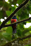 Chocó trogon - closeup, Rio Silanche Bird Sanctuary, Ecuador This is the female.<br />
https://www.jungledragon.com/image/127862/choc_trogon_rio_silanche_bird_sanctuary_ecuador.html Chocó trogon,Ecuador,Ecuador 2021,Fall,Geotagged,Rio Silanche Bird Sanctuary,South America,Trogon comptus,World