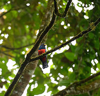 Chocó trogon, Rio Silanche Bird Sanctuary, Ecuador This is the female.<br />
https://www.jungledragon.com/image/127861/choc_trogon_-_closeup_rio_silanche_bird_sanctuary_ecuador.html Chocó trogon,Ecuador,Ecuador 2021,Fall,Geotagged,Rio Silanche Bird Sanctuary,South America,Trogon comptus,World