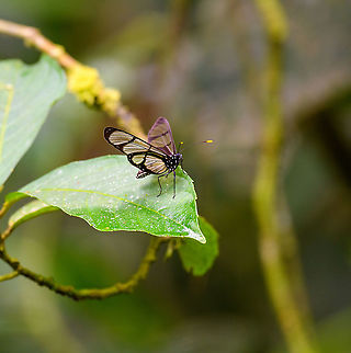 Confusa Tigerwing, Rio Silanche Bird Sanctuary, Ecuador Ecuador,Ecuador 2021,Fall,Geotagged,Giant Glasswing,Methona confusa,Rio Silanche Bird Sanctuary,South America,World