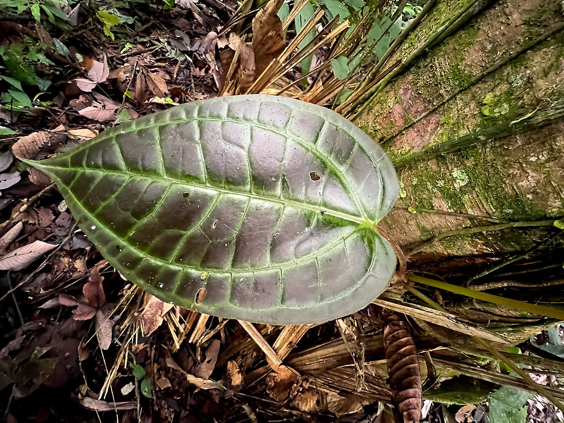 Monolena primuliflora - leaf, Rio Silanche Bird Sanctuary, Ecuador Leaf photo to support this observation:<br />
<figure class="photo"><a href="https://www.jungledragon.com/image/127856/monolena_primuliflora_rio_silanche_bird_sanctuary_ecuador.html" title="Monolena primuliflora, Rio Silanche Bird Sanctuary, Ecuador"><img src="https://s3.amazonaws.com/media.jungledragon.com/images/2/127856_thumb.jpg?AWSAccessKeyId=05GMT0V3GWVNE7GGM1R2&Expires=1770854410&Signature=rPrdgnI4Jr6ylCOH3goIwxSsHhQ%3D" width="114" height="152" alt="Monolena primuliflora, Rio Silanche Bird Sanctuary, Ecuador Species to be investigated still. Ecuador,Ecuador 2021,Fall,Geotagged,Monolena primuliflora,Rio Silanche Bird Sanctuary,South America,World" /></a></figure> Ecuador,Ecuador 2021,Fall,Geotagged,Monolena primuliflora,Rio Silanche Bird Sanctuary,South America,World