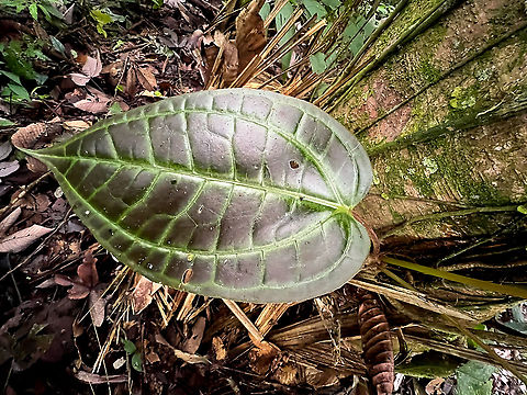 Monolena primuliflora - leaf, Rio Silanche Bird Sanctuary, Ecuador Leaf photo to support this observation:
https://www.jungledragon.com/image/127856/monolena_sp._rio_silanche_bird_sanctuary_ecuador.html Ecuador,Ecuador 2021,Fall,Geotagged,Monolena primuliflora,Rio Silanche Bird Sanctuary,South America,World