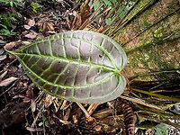 Monolena primuliflora - leaf, Rio Silanche Bird Sanctuary, Ecuador Leaf photo to support this observation:<br />
https://www.jungledragon.com/image/127856/monolena_sp._rio_silanche_bird_sanctuary_ecuador.html Ecuador,Ecuador 2021,Fall,Geotagged,Monolena primuliflora,Rio Silanche Bird Sanctuary,South America,World