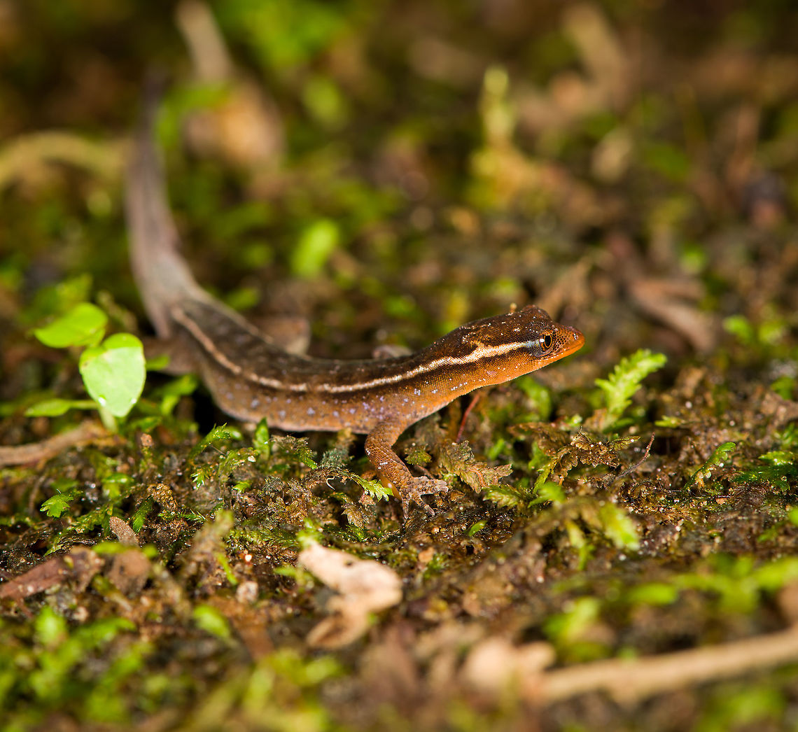 Horseshoe Dwarf-Gecko / Lepidoblepharis buchwaldi, Rio Silanche Bird Sanctuary, Ecuador A tiny gecko. If I have the correct species, this would be the adult male:<br />
<a href="https://www.reptilesofecuador.com/lepidoblepharis_buchwaldi_photos.html" rel="nofollow">https://www.reptilesofecuador.com/lepidoblepharis_buchwaldi_photos.html</a><br />
<br />
From head to the tip of the tail, it measures 5cm. From head to the back of the hind legs is 2.5cm.<br />
<figure class="photo"><a href="https://www.jungledragon.com/image/127881/horseshoe_dwarf-gecko_lepidoblepharis_buchwaldi_-_frontal_rio_silanche_bird_sanctuary_ecuador.html" title="Horseshoe Dwarf-Gecko / Lepidoblepharis buchwaldi - frontal, Rio Silanche Bird Sanctuary, Ecuador"><img src="https://s3.amazonaws.com/media.jungledragon.com/images/2/127881_thumb.jpg?AWSAccessKeyId=05GMT0V3GWVNE7GGM1R2&Expires=1769040010&Signature=T8ksTfn2vYj%2FuLotV8hnag4NI%2BM%3D" width="200" height="150" alt="Horseshoe Dwarf-Gecko / Lepidoblepharis buchwaldi - frontal, Rio Silanche Bird Sanctuary, Ecuador A tiny gecko. If I have the correct species, this would be the adult male:<br />
https://www.reptilesofecuador.com/lepidoblepharis_buchwaldi_photos.html<br />
<br />
From head to the tip of the tail, it measures 5cm. From head to the back of the hind legs is 2.5cm.<br />
https://www.jungledragon.com/image/127879/horseshoe_dwarf-gecko_lepidoblepharis_buchwaldi_rio_silanche_bird_sanctuary_ecuador.html<br />
https://www.jungledragon.com/image/127882/horseshoe_dwarf-gecko_lepidoblepharis_buchwaldi_-_full_body_rio_silanche_bird_sanctuary_ecuador.html<br />
https://www.jungledragon.com/image/127883/horseshoe_dwarf-gecko_lepidoblepharis_buchwaldi_-_top_rio_silanche_bird_sanctuary_ecuador.html Ecuador,Ecuador 2021,Fall,Geotagged,Horseshoe Dwarf-Gecko,Lepidoblepharis buchwaldi,Rio Silanche Bird Sanctuary,South America,World" /></a></figure><br />
<figure class="photo"><a href="https://www.jungledragon.com/image/127882/horseshoe_dwarf-gecko_lepidoblepharis_buchwaldi_-_full_body_rio_silanche_bird_sanctuary_ecuador.html" title="Horseshoe Dwarf-Gecko / Lepidoblepharis buchwaldi - full body, Rio Silanche Bird Sanctuary, Ecuador"><img src="https://s3.amazonaws.com/media.jungledragon.com/images/2/127882_thumb.jpg?AWSAccessKeyId=05GMT0V3GWVNE7GGM1R2&Expires=1769040010&Signature=ORDMU7njKomkP070esLvMjXrci8%3D" width="200" height="114" alt="Horseshoe Dwarf-Gecko / Lepidoblepharis buchwaldi - full body, Rio Silanche Bird Sanctuary, Ecuador A tiny gecko. If I have the correct species, this would be the adult male:<br />
https://www.reptilesofecuador.com/lepidoblepharis_buchwaldi_photos.html<br />
<br />
From head to the tip of the tail, it measures 5cm. From head to the back of the hind legs is 2.5cm.<br />
https://www.jungledragon.com/image/127879/horseshoe_dwarf-gecko_lepidoblepharis_buchwaldi_rio_silanche_bird_sanctuary_ecuador.html<br />
https://www.jungledragon.com/image/127881/horseshoe_dwarf-gecko_lepidoblepharis_buchwaldi_-_frontal_rio_silanche_bird_sanctuary_ecuador.html<br />
https://www.jungledragon.com/image/127883/horseshoe_dwarf-gecko_lepidoblepharis_buchwaldi_-_top_rio_silanche_bird_sanctuary_ecuador.html Ecuador,Ecuador 2021,Fall,Geotagged,Horseshoe Dwarf-Gecko,Lepidoblepharis buchwaldi,Rio Silanche Bird Sanctuary,South America,World" /></a></figure><br />
<figure class="photo"><a href="https://www.jungledragon.com/image/127883/horseshoe_dwarf-gecko_lepidoblepharis_buchwaldi_-_top_rio_silanche_bird_sanctuary_ecuador.html" title="Horseshoe Dwarf-Gecko / Lepidoblepharis buchwaldi - top, Rio Silanche Bird Sanctuary, Ecuador"><img src="https://s3.amazonaws.com/media.jungledragon.com/images/2/127883_thumb.jpg?AWSAccessKeyId=05GMT0V3GWVNE7GGM1R2&Expires=1769040010&Signature=M6Z7QIJxT3vQY1FU81zRbYNNztg%3D" width="200" height="166" alt="Horseshoe Dwarf-Gecko / Lepidoblepharis buchwaldi - top, Rio Silanche Bird Sanctuary, Ecuador A tiny gecko. If I have the correct species, this would be the adult male:<br />
https://www.reptilesofecuador.com/lepidoblepharis_buchwaldi_photos.html<br />
<br />
From head to the tip of the tail, it measures 5cm. From head to the back of the hind legs is 2.5cm.<br />
https://www.jungledragon.com/image/127879/horseshoe_dwarf-gecko_lepidoblepharis_buchwaldi_rio_silanche_bird_sanctuary_ecuador.html<br />
https://www.jungledragon.com/image/127881/horseshoe_dwarf-gecko_lepidoblepharis_buchwaldi_-_frontal_rio_silanche_bird_sanctuary_ecuador.html<br />
https://www.jungledragon.com/image/127882/horseshoe_dwarf-gecko_lepidoblepharis_buchwaldi_-_full_body_rio_silanche_bird_sanctuary_ecuador.html Ecuador,Ecuador 2021,Fall,Geotagged,Horseshoe Dwarf-Gecko,Lepidoblepharis buchwaldi,Rio Silanche Bird Sanctuary,South America,World" /></a></figure> Ecuador,Ecuador 2021,Fall,Geotagged,Lepidoblepharis buchwaldi,Rio Silanche Bird Sanctuary,South America,World