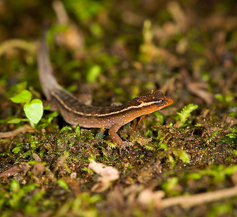 Horseshoe Dwarf-Gecko / Lepidoblepharis buchwaldi, Rio Silanche Bird Sanctuary, Ecuador A tiny gecko. If I have the correct species, this would be the adult male:
https://www.reptilesofecuador.com/lepidoblepharis_buchwaldi_photos.html

From head to the tip of the tail, it measures 5cm. From head to the back of the hind legs is 2.5cm.
https://www.jungledragon.com/image/127881/horseshoe_dwarf-gecko_lepidoblepharis_buchwaldi_-_frontal_rio_silanche_bird_sanctuary_ecuador.html
https://www.jungledragon.com/image/127882/horseshoe_dwarf-gecko_lepidoblepharis_buchwaldi_-_full_body_rio_silanche_bird_sanctuary_ecuador.html
https://www.jungledragon.com/image/127883/horseshoe_dwarf-gecko_lepidoblepharis_buchwaldi_-_top_rio_silanche_bird_sanctuary_ecuador.html Ecuador,Ecuador 2021,Fall,Geotagged,Lepidoblepharis buchwaldi,Rio Silanche Bird Sanctuary,South America,World