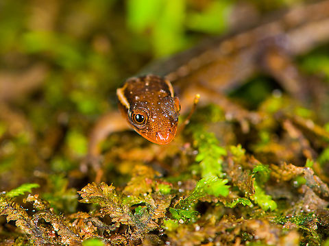 Horseshoe Dwarf-Gecko / Lepidoblepharis buchwaldi - frontal, Rio Silanche Bird Sanctuary, Ecuador A tiny gecko. If I have the correct species, this would be the adult male:
https://www.reptilesofecuador.com/lepidoblepharis_buchwaldi_photos.html

From head to the tip of the tail, it measures 5cm. From head to the back of the hind legs is 2.5cm.
https://www.jungledragon.com/image/127879/horseshoe_dwarf-gecko_lepidoblepharis_buchwaldi_rio_silanche_bird_sanctuary_ecuador.html
https://www.jungledragon.com/image/127882/horseshoe_dwarf-gecko_lepidoblepharis_buchwaldi_-_full_body_rio_silanche_bird_sanctuary_ecuador.html
https://www.jungledragon.com/image/127883/horseshoe_dwarf-gecko_lepidoblepharis_buchwaldi_-_top_rio_silanche_bird_sanctuary_ecuador.html Ecuador,Ecuador 2021,Fall,Geotagged,Horseshoe Dwarf-Gecko,Lepidoblepharis buchwaldi,Rio Silanche Bird Sanctuary,South America,World
