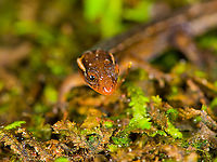 Horseshoe Dwarf-Gecko / Lepidoblepharis buchwaldi - frontal, Rio Silanche Bird Sanctuary, Ecuador A tiny gecko. If I have the correct species, this would be the adult male:<br />
https://www.reptilesofecuador.com/lepidoblepharis_buchwaldi_photos.html<br />
<br />
From head to the tip of the tail, it measures 5cm. From head to the back of the hind legs is 2.5cm.<br />
https://www.jungledragon.com/image/127879/horseshoe_dwarf-gecko_lepidoblepharis_buchwaldi_rio_silanche_bird_sanctuary_ecuador.html<br />
https://www.jungledragon.com/image/127882/horseshoe_dwarf-gecko_lepidoblepharis_buchwaldi_-_full_body_rio_silanche_bird_sanctuary_ecuador.html<br />
https://www.jungledragon.com/image/127883/horseshoe_dwarf-gecko_lepidoblepharis_buchwaldi_-_top_rio_silanche_bird_sanctuary_ecuador.html Ecuador,Ecuador 2021,Fall,Geotagged,Horseshoe Dwarf-Gecko,Lepidoblepharis buchwaldi,Rio Silanche Bird Sanctuary,South America,World