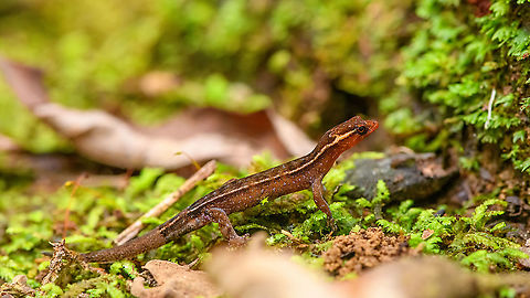Horseshoe Dwarf-Gecko / Lepidoblepharis buchwaldi - full body, Rio Silanche Bird Sanctuary, Ecuador A tiny gecko. If I have the correct species, this would be the adult male:
https://www.reptilesofecuador.com/lepidoblepharis_buchwaldi_photos.html

From head to the tip of the tail, it measures 5cm. From head to the back of the hind legs is 2.5cm.
https://www.jungledragon.com/image/127879/horseshoe_dwarf-gecko_lepidoblepharis_buchwaldi_rio_silanche_bird_sanctuary_ecuador.html
https://www.jungledragon.com/image/127881/horseshoe_dwarf-gecko_lepidoblepharis_buchwaldi_-_frontal_rio_silanche_bird_sanctuary_ecuador.html
https://www.jungledragon.com/image/127883/horseshoe_dwarf-gecko_lepidoblepharis_buchwaldi_-_top_rio_silanche_bird_sanctuary_ecuador.html Ecuador,Ecuador 2021,Fall,Geotagged,Horseshoe Dwarf-Gecko,Lepidoblepharis buchwaldi,Rio Silanche Bird Sanctuary,South America,World