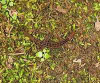 Horseshoe Dwarf-Gecko / Lepidoblepharis buchwaldi - top, Rio Silanche Bird Sanctuary, Ecuador A tiny gecko. If I have the correct species, this would be the adult male:<br />
https://www.reptilesofecuador.com/lepidoblepharis_buchwaldi_photos.html<br />
<br />
From head to the tip of the tail, it measures 5cm. From head to the back of the hind legs is 2.5cm.<br />
https://www.jungledragon.com/image/127879/horseshoe_dwarf-gecko_lepidoblepharis_buchwaldi_rio_silanche_bird_sanctuary_ecuador.html<br />
https://www.jungledragon.com/image/127881/horseshoe_dwarf-gecko_lepidoblepharis_buchwaldi_-_frontal_rio_silanche_bird_sanctuary_ecuador.html<br />
https://www.jungledragon.com/image/127882/horseshoe_dwarf-gecko_lepidoblepharis_buchwaldi_-_full_body_rio_silanche_bird_sanctuary_ecuador.html Ecuador,Ecuador 2021,Fall,Geotagged,Horseshoe Dwarf-Gecko,Lepidoblepharis buchwaldi,Rio Silanche Bird Sanctuary,South America,World