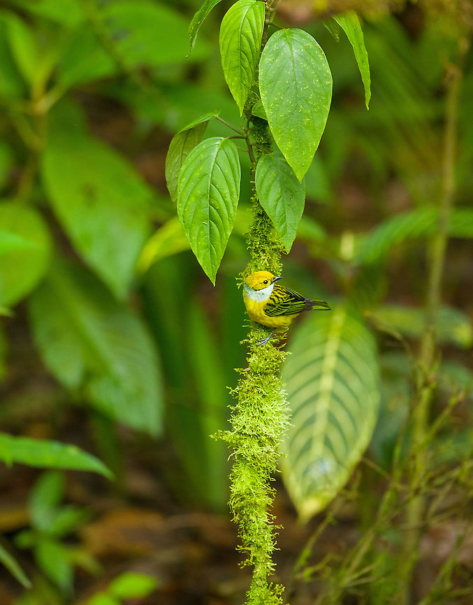Silver-throated tanager, Milpe Bird Sanctuary, Ecuador  Ecuador,Ecuador 2021,Fall,Geotagged,Milpe Bird Sanctuary,Silver-throated tanager,South America,Tangara icterocephala,World