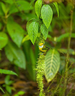 Silver-throated tanager, Milpe Bird Sanctuary, Ecuador  Ecuador,Ecuador 2021,Fall,Geotagged,Milpe Bird Sanctuary,Silver-throated tanager,South America,Tangara icterocephala,World