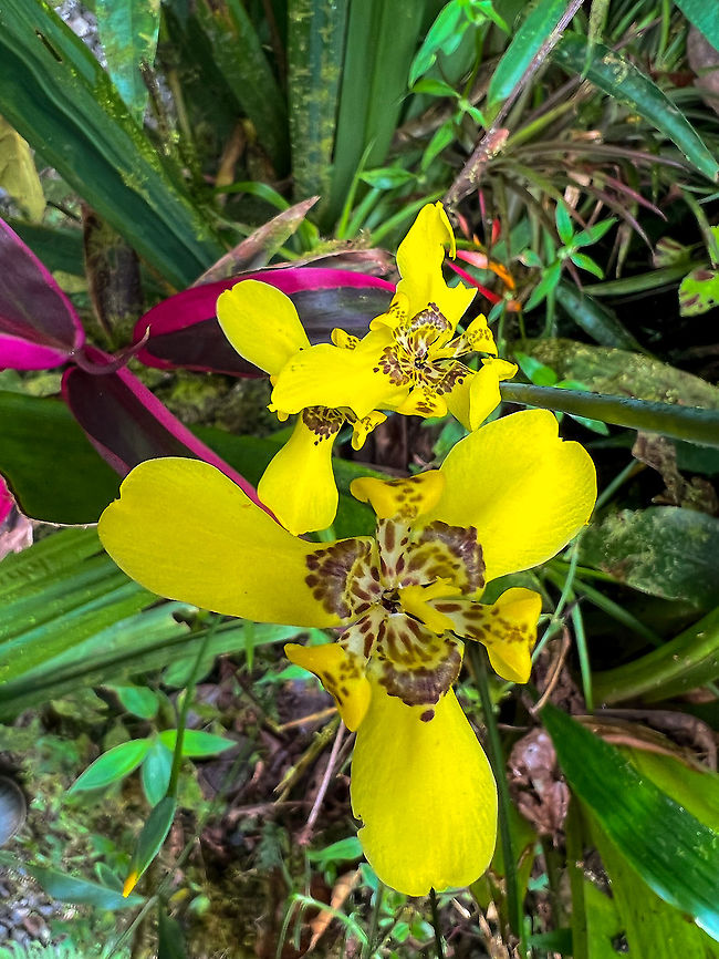Yellow Walking Iris, Milpe Bird Sanctuary, Ecuador Smartphone photo taken in the feeder area of Milpe, likely cultivated. Ecuador,Ecuador 2021,Fall,Geotagged,Milpe Bird Sanctuary,South America,Trimezia martinicensis,World