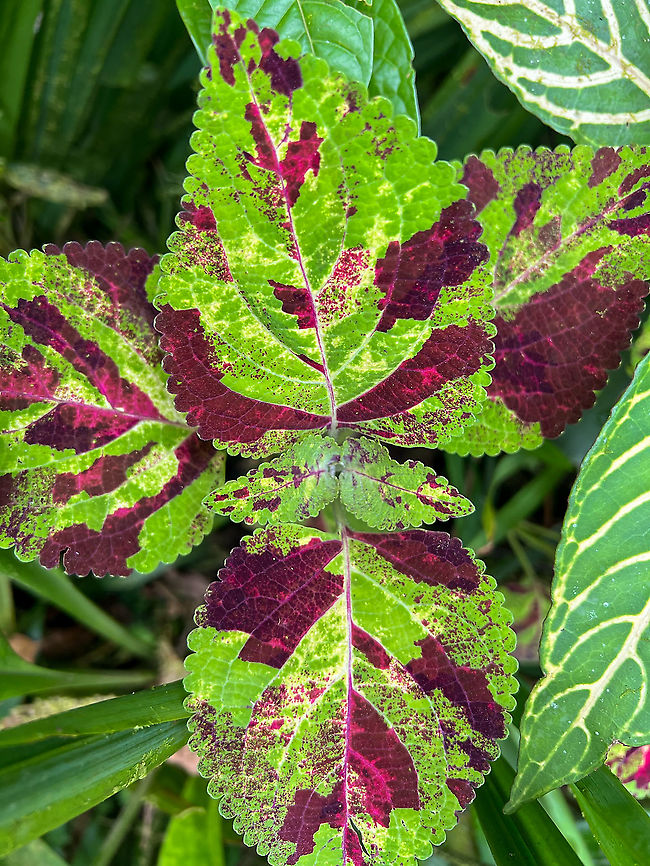 Coleus scutellarioides, Milpe Bird Sanctuary, Ecuador Cultivated the world over. Coleus,Coleus scutellarioides,Ecuador,Ecuador 2021,Fall,Geotagged,Milpe Bird Sanctuary,South America,World