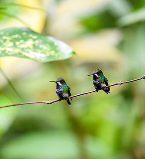 Green thorntails, Milpe Bird Sanctuary, Ecuador Two females near a feeder. Females lack the long tail after which the species is named:
https://www.jungledragon.com/image/127892/green_thorntail_male_milpe_bird_sanctuary_ecuador.html Discosura conversii,Ecuador,Ecuador 2021,Fall,Geotagged,Green thorntail,Milpe Bird Sanctuary,South America,World