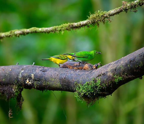 Green Honeycreeper and Silver-throated tanager, Milpe Bird Sanctuary, Ecuador Feeder shot. The green bird in front is a female Green Honeycreeper, the yellow bird in the back is the Silver-throated tanager. Chlorophanes spiza,Ecuador,Ecuador 2021,Fall,Geotagged,Green Honeycreeper,Milpe Bird Sanctuary,South America,World