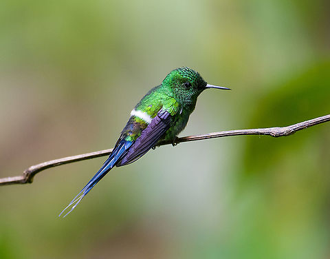Green thorntail (male), Milpe Bird Sanctuary, Ecuador Feeder shot. Remote shot of females:
https://www.jungledragon.com/image/127890/green_thorntails_milpe_bird_sanctuary_ecuador.html Discosura conversii,Ecuador,Ecuador 2021,Fall,Geotagged,Green thorntail,Milpe Bird Sanctuary,South America,World