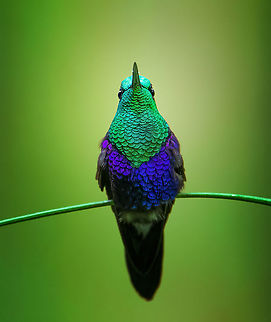Crowned woodnymph -4, Milpe Bird Sanctuary, Ecuador Feeder shots. It may appear like I pushed the saturation slider to +100, but this is the actual appearance of this bird under the correct angle of light. 
https://www.jungledragon.com/image/127896/crowned_woodnymph_-1_milpe_bird_sanctuary_ecuador.html
https://www.jungledragon.com/image/127895/crowned_woodnymph_-2_milpe_bird_sanctuary_ecuador.html
https://www.jungledragon.com/image/127894/crowned_woodnymph_-3_milpe_bird_sanctuary_ecuador.html Crowned woodnymph,Ecuador,Ecuador 2021,Fall,Geotagged,Milpe Bird Sanctuary,South America,Thalurania colombica,World