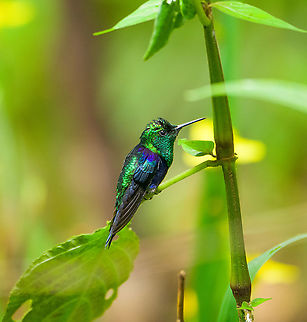 Crowned woodnymph -3, Milpe Bird Sanctuary, Ecuador Feeder shots. It may appear like I pushed the saturation slider to +100, but this is the actual appearance of this bird under the correct angle of light. 
https://www.jungledragon.com/image/127896/crowned_woodnymph_-1_milpe_bird_sanctuary_ecuador.html
https://www.jungledragon.com/image/127895/crowned_woodnymph_-2_milpe_bird_sanctuary_ecuador.html
https://www.jungledragon.com/image/127893/crowned_woodnymph_-4_milpe_bird_sanctuary_ecuador.html Crowned woodnymph,Ecuador,Ecuador 2021,Fall,Geotagged,Milpe Bird Sanctuary,South America,Thalurania colombica,World
