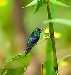 Crowned woodnymph -3, Milpe Bird Sanctuary, Ecuador Feeder shots. It may appear like I pushed the saturation slider to +100, but this is the actual appearance of this bird under the correct angle of light. <br />
https://www.jungledragon.com/image/127896/crowned_woodnymph_-1_milpe_bird_sanctuary_ecuador.html<br />
https://www.jungledragon.com/image/127895/crowned_woodnymph_-2_milpe_bird_sanctuary_ecuador.html<br />
https://www.jungledragon.com/image/127893/crowned_woodnymph_-4_milpe_bird_sanctuary_ecuador.html Crowned woodnymph,Ecuador,Ecuador 2021,Fall,Geotagged,Milpe Bird Sanctuary,South America,Thalurania colombica,World
