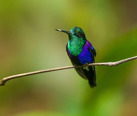 Crowned woodnymph -2, Milpe Bird Sanctuary, Ecuador Feeder shots. It may appear like I pushed the saturation slider to +100, but this is the actual appearance of this bird under the correct angle of light. 
https://www.jungledragon.com/image/127896/crowned_woodnymph_-1_milpe_bird_sanctuary_ecuador.html
https://www.jungledragon.com/image/127894/crowned_woodnymph_-3_milpe_bird_sanctuary_ecuador.html
https://www.jungledragon.com/image/127893/crowned_woodnymph_-4_milpe_bird_sanctuary_ecuador.html Crowned woodnymph,Ecuador,Ecuador 2021,Fall,Geotagged,Milpe Bird Sanctuary,South America,Thalurania colombica,World
