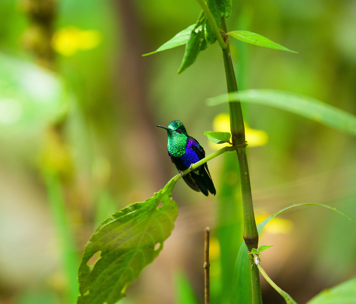Crowned woodnymph -1, Milpe Bird Sanctuary, Ecuador Feeder shots. It may appear like I pushed the saturation slider to +100, but this is the actual appearance of this bird under the correct angle of light. <br />
<figure class="photo"><a href="https://www.jungledragon.com/image/127895/crowned_woodnymph_-2_milpe_bird_sanctuary_ecuador.html" title="Crowned woodnymph -2, Milpe Bird Sanctuary, Ecuador"><img src="https://s3.amazonaws.com/media.jungledragon.com/images/2/127895_thumb.jpg?AWSAccessKeyId=05GMT0V3GWVNE7GGM1R2&Expires=1759968010&Signature=NJwhQsm5pCTB3qqAmj5OXUTS24o%3D" width="200" height="170" alt="Crowned woodnymph -2, Milpe Bird Sanctuary, Ecuador Feeder shots. It may appear like I pushed the saturation slider to +100, but this is the actual appearance of this bird under the correct angle of light. <br />
https://www.jungledragon.com/image/127896/crowned_woodnymph_-1_milpe_bird_sanctuary_ecuador.html<br />
https://www.jungledragon.com/image/127894/crowned_woodnymph_-3_milpe_bird_sanctuary_ecuador.html<br />
https://www.jungledragon.com/image/127893/crowned_woodnymph_-4_milpe_bird_sanctuary_ecuador.html Crowned woodnymph,Ecuador,Ecuador 2021,Fall,Geotagged,Milpe Bird Sanctuary,South America,Thalurania colombica,World" /></a></figure><br />
<figure class="photo"><a href="https://www.jungledragon.com/image/127894/crowned_woodnymph_-3_milpe_bird_sanctuary_ecuador.html" title="Crowned woodnymph -3, Milpe Bird Sanctuary, Ecuador"><img src="https://s3.amazonaws.com/media.jungledragon.com/images/2/127894_thumb.jpg?AWSAccessKeyId=05GMT0V3GWVNE7GGM1R2&Expires=1759968010&Signature=tN39Oc6H1Jwt8QI6wKE4wMRkF0w%3D" width="146" height="152" alt="Crowned woodnymph -3, Milpe Bird Sanctuary, Ecuador Feeder shots. It may appear like I pushed the saturation slider to +100, but this is the actual appearance of this bird under the correct angle of light. <br />
https://www.jungledragon.com/image/127896/crowned_woodnymph_-1_milpe_bird_sanctuary_ecuador.html<br />
https://www.jungledragon.com/image/127895/crowned_woodnymph_-2_milpe_bird_sanctuary_ecuador.html<br />
https://www.jungledragon.com/image/127893/crowned_woodnymph_-4_milpe_bird_sanctuary_ecuador.html Crowned woodnymph,Ecuador,Ecuador 2021,Fall,Geotagged,Milpe Bird Sanctuary,South America,Thalurania colombica,World" /></a></figure><br />
<figure class="photo"><a href="https://www.jungledragon.com/image/127893/crowned_woodnymph_-4_milpe_bird_sanctuary_ecuador.html" title="Crowned woodnymph -4, Milpe Bird Sanctuary, Ecuador"><img src="https://s3.amazonaws.com/media.jungledragon.com/images/2/127893_thumb.jpg?AWSAccessKeyId=05GMT0V3GWVNE7GGM1R2&Expires=1759968010&Signature=B7l%2BF1LS0miyvNOaPPl0exKyuqo%3D" width="130" height="152" alt="Crowned woodnymph -4, Milpe Bird Sanctuary, Ecuador Feeder shots. It may appear like I pushed the saturation slider to +100, but this is the actual appearance of this bird under the correct angle of light. <br />
https://www.jungledragon.com/image/127896/crowned_woodnymph_-1_milpe_bird_sanctuary_ecuador.html<br />
https://www.jungledragon.com/image/127895/crowned_woodnymph_-2_milpe_bird_sanctuary_ecuador.html<br />
https://www.jungledragon.com/image/127894/crowned_woodnymph_-3_milpe_bird_sanctuary_ecuador.html Crowned woodnymph,Ecuador,Ecuador 2021,Fall,Geotagged,Milpe Bird Sanctuary,South America,Thalurania colombica,World" /></a></figure> Crowned woodnymph,Ecuador,Ecuador 2021,Fall,Geotagged,Milpe Bird Sanctuary,South America,Thalurania colombica,World