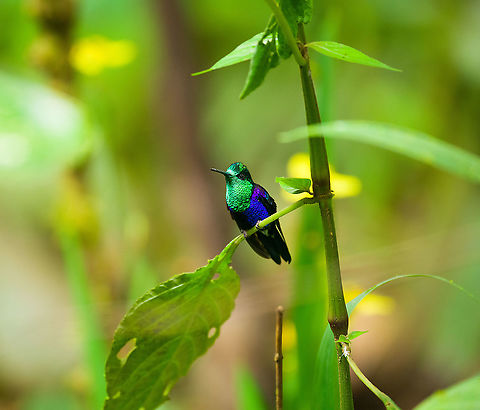 Crowned woodnymph -1, Milpe Bird Sanctuary, Ecuador Feeder shots. It may appear like I pushed the saturation slider to +100, but this is the actual appearance of this bird under the correct angle of light. 
https://www.jungledragon.com/image/127895/crowned_woodnymph_-2_milpe_bird_sanctuary_ecuador.html
https://www.jungledragon.com/image/127894/crowned_woodnymph_-3_milpe_bird_sanctuary_ecuador.html
https://www.jungledragon.com/image/127893/crowned_woodnymph_-4_milpe_bird_sanctuary_ecuador.html Crowned woodnymph,Ecuador,Ecuador 2021,Fall,Geotagged,Milpe Bird Sanctuary,South America,Thalurania colombica,World