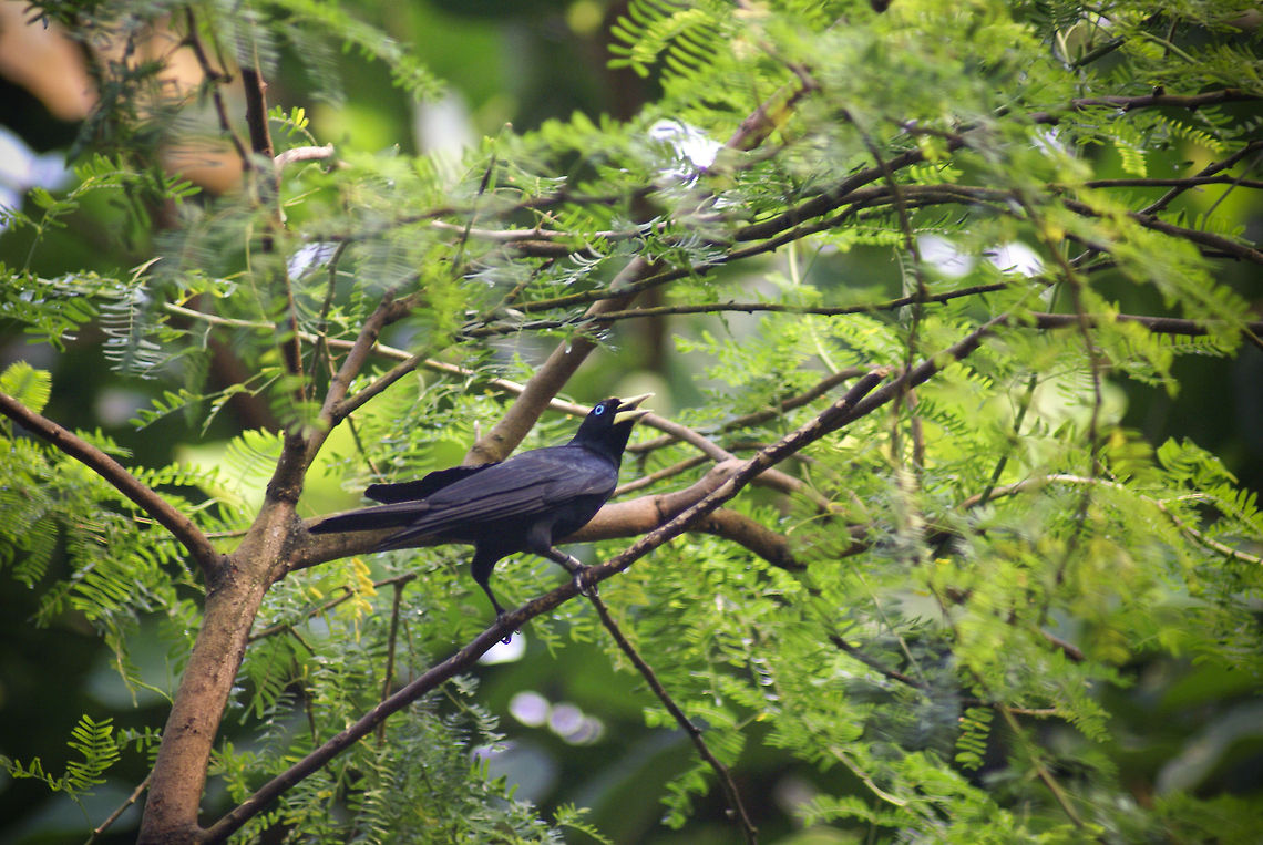 Blue-eyed black bird A bright blue-eyed black bird with a squarish beak sits on a branch. Anybody know what kind of bird this is? Arnhem Zoo,Birds,Cacicus uropygialis,Scarlet-rumped cacique