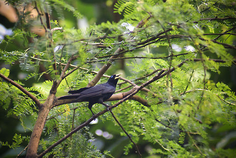 Blue-eyed black bird A bright blue-eyed black bird with a squarish beak sits on a branch. Anybody know what kind of bird this is? Arnhem Zoo,Birds,Cacicus uropygialis,Scarlet-rumped cacique