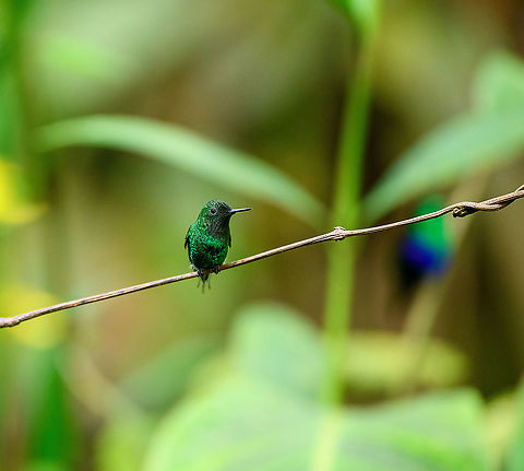 Green thorntail (male front), Milpe Bird Sanctuary, Ecuador I was initially a bit puzzled by this photos, but it just happens to be an angle where few to none of the characteristics of this species show, except for the thorntail, somewhat out of focus. Note the crowned woodnymph in the background. Even out of focus its stunningly vibrant. Discosura conversii,Ecuador,Ecuador 2021,Fall,Geotagged,Green thorntail,Milpe Bird Sanctuary,South America,World