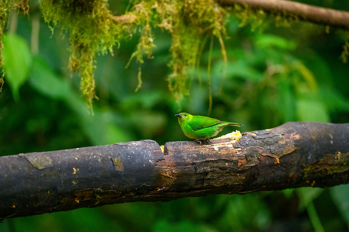 Green Honeycreeper (female), Milpe Bird Sanctuary, Ecuador Feeder shot. Chlorophanes spiza,Ecuador,Ecuador 2021,Fall,Geotagged,Green Honeycreeper,Milpe Bird Sanctuary,South America,World